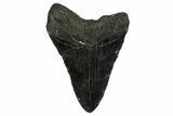 Fossil Megalodon Tooth - North Carolina #382587-2